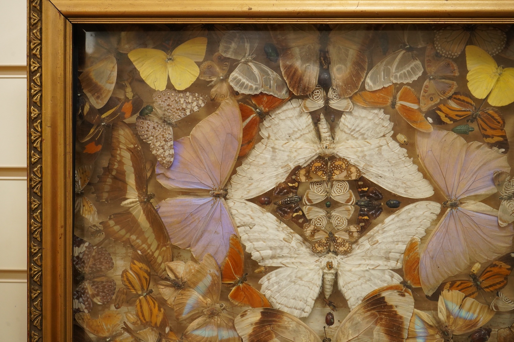 A Victorian taxidermy butterfly, moth and beetle display, contained within a shallow gilt framed cabinet, 52cm wide, 41.5cm high, 8cm deep